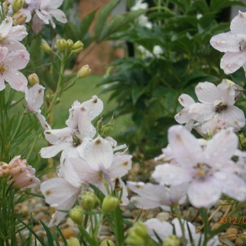 delphinium grandiflorum