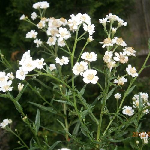 Achillea ptarmica