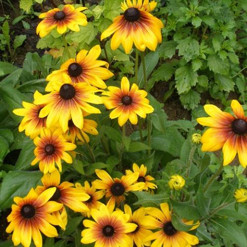 rudbekie