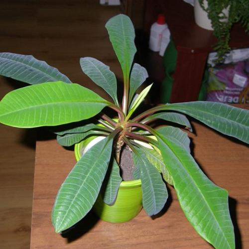 pre rosalku euphorbia