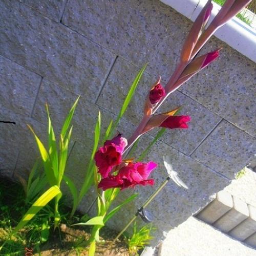 Môj prvý gladiol