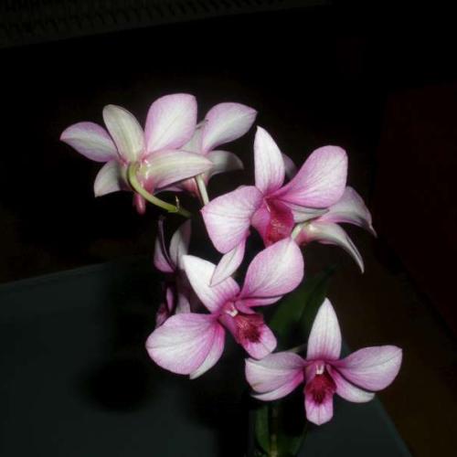 najnovšie dendrobium phalenopsis