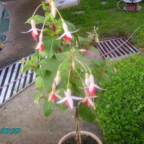 Fuksia