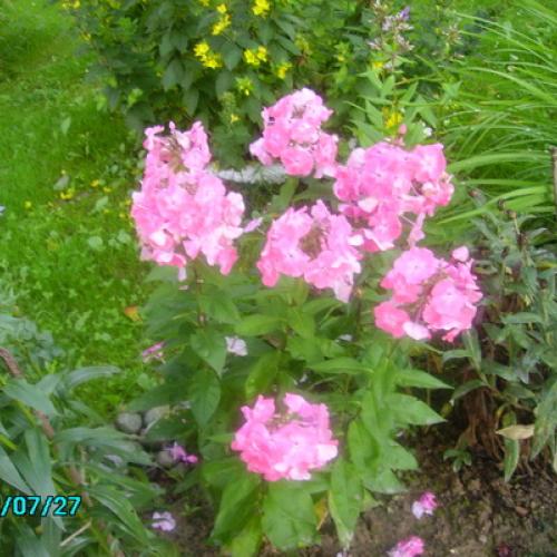 Phlox ruzovy