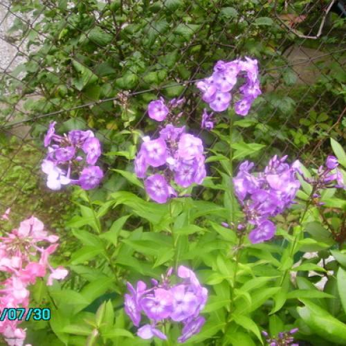 Phlox fialkovy