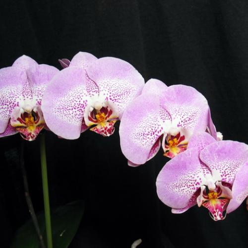 Phalaenopsis Sexy pink