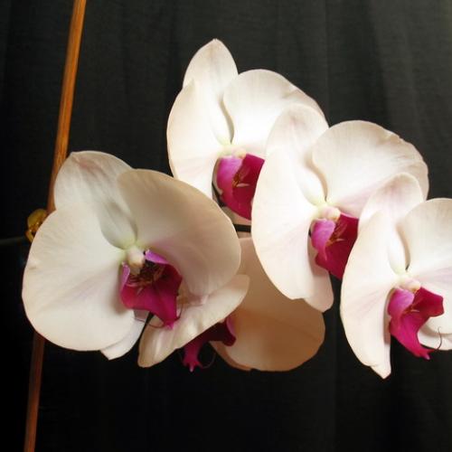 Phalaenopsis