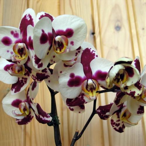 Phalaenopsis