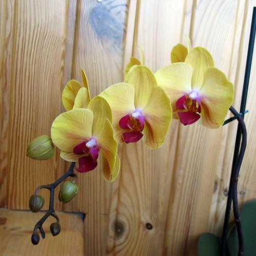 Phalaenopsis