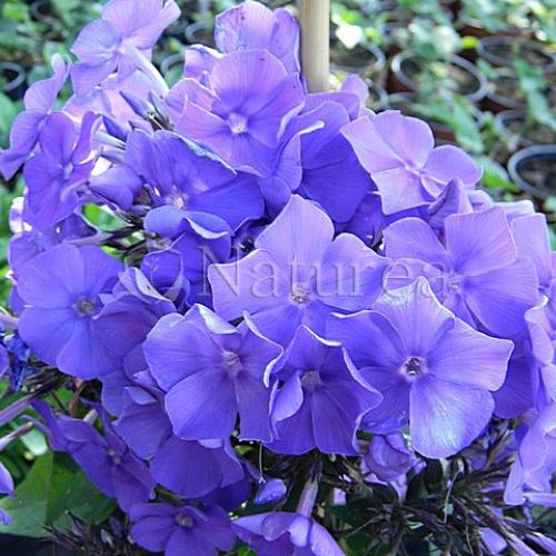 Phlox