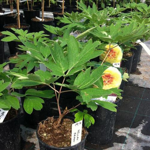Komu prinesiem na stretko? Paeonia suffriticosa "Yellow Crown" za 19,20