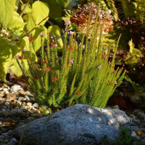 Erica arborescens