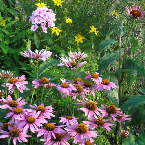 Echinacea