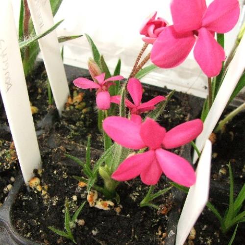 Rhodohypoxis 'DOUGLAS'