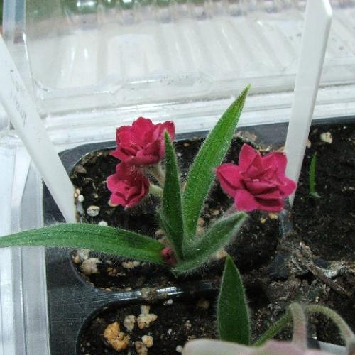 Rhodohypoxis 'KIWI JOY'