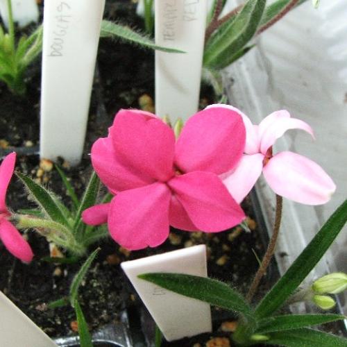 Rhodohypoxis 'TETRAPLOID RED'