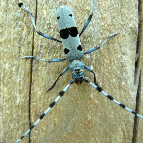 Rosalia alpina