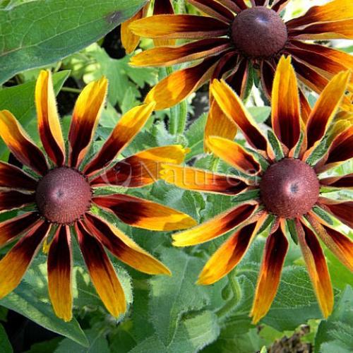 Rudbeckia