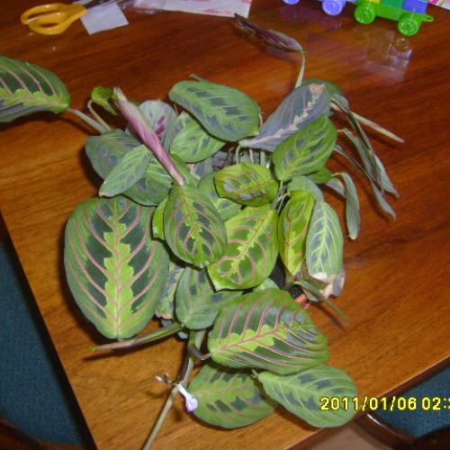 Maranta