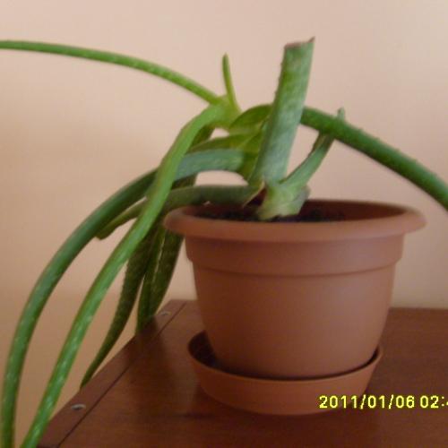 aloe vera