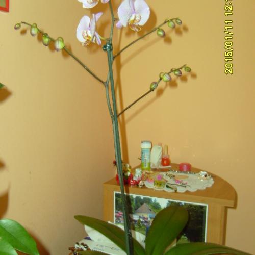 nová orchidea
