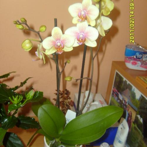 nová orchidea
