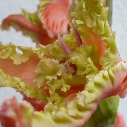 Gladiola ´SEA FAN´- detail