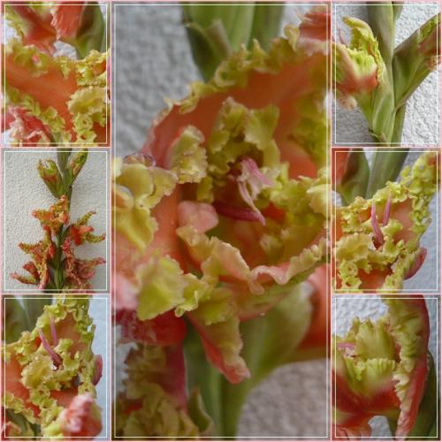 Gladiola ´SEA FAN´