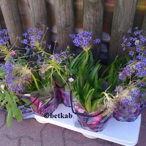 Scilla Caribbean Jewel