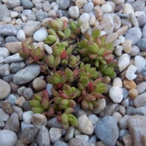 Sedum Album
