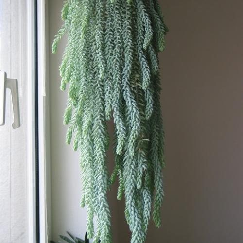 Sedum morganianum