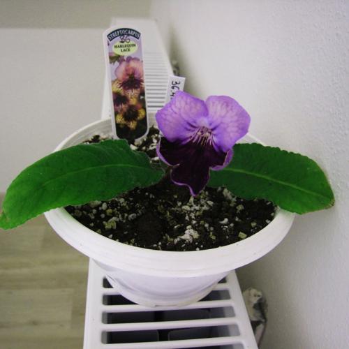 Streptocarpus Harlequin Lace