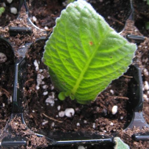 lístok streptocarpusu