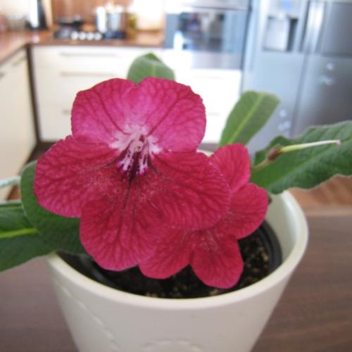 Streptocarpus no name 3