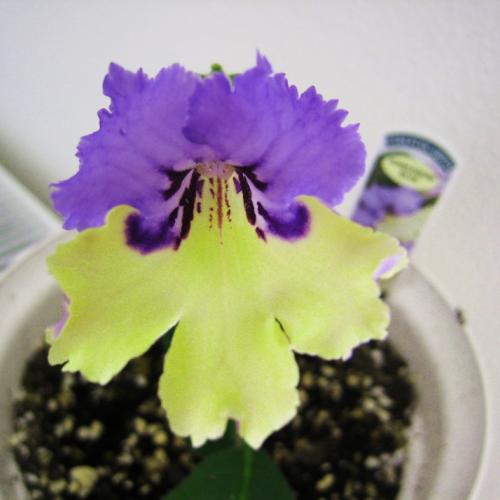 Streptocarpus Harlequin Blue