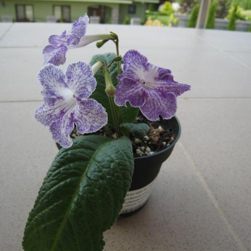 Streptocarpus Aly´s Magnetosphere