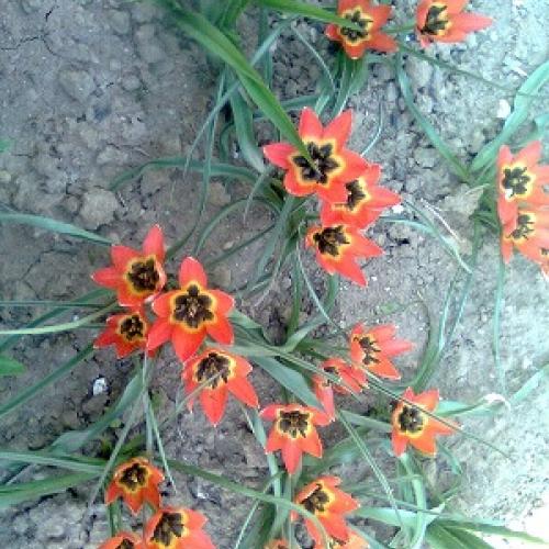 tulipaniky