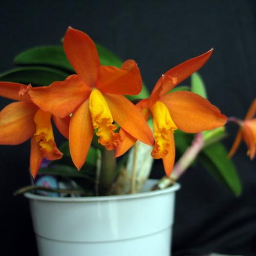 Sophrolaeliocattleya