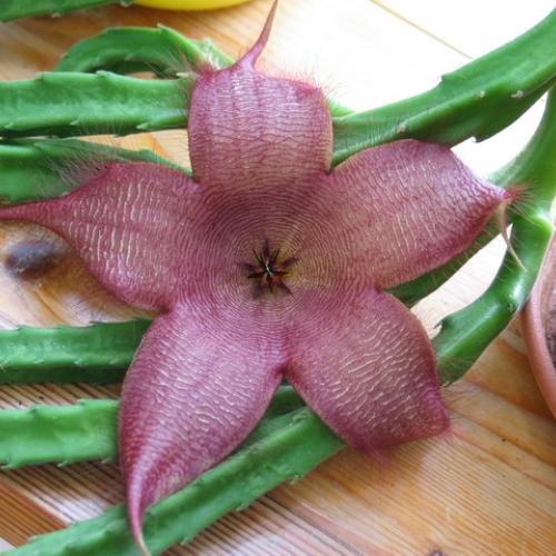 Stapelia gigantea