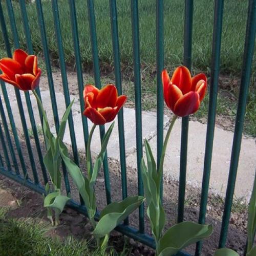 Tulipány rozkvitli :-)