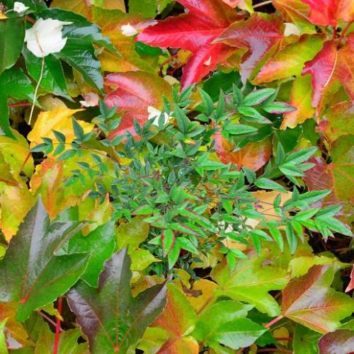 nandina v zajatí paviniču