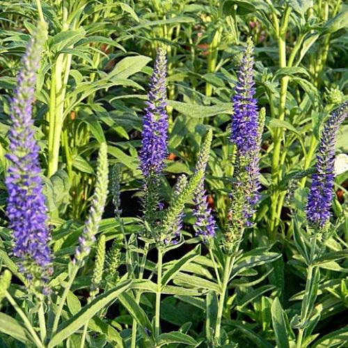 Veronica spicata 'Goodness Grows'