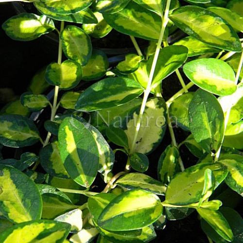 Vinca Illumination