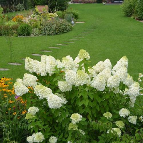 Hortenzia paniculata Lime Wire