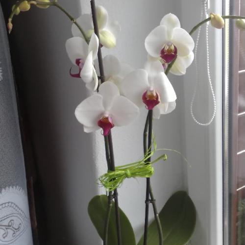 ďaľšia krásna orchidka da zbierky