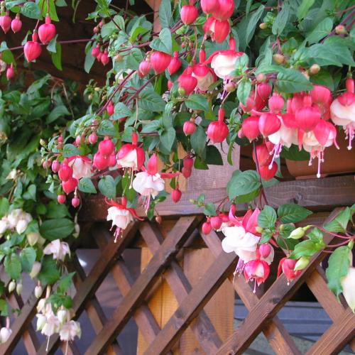 Fuchsie 