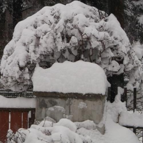 Zasnežený klen
