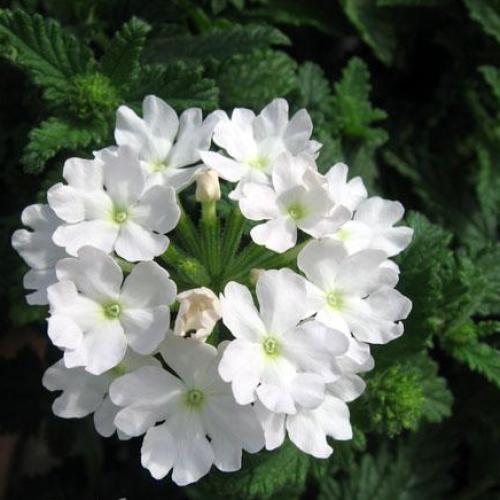 biela verbena...