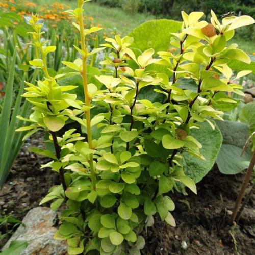 Berberis