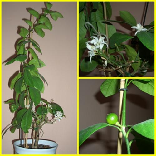 Calamondin